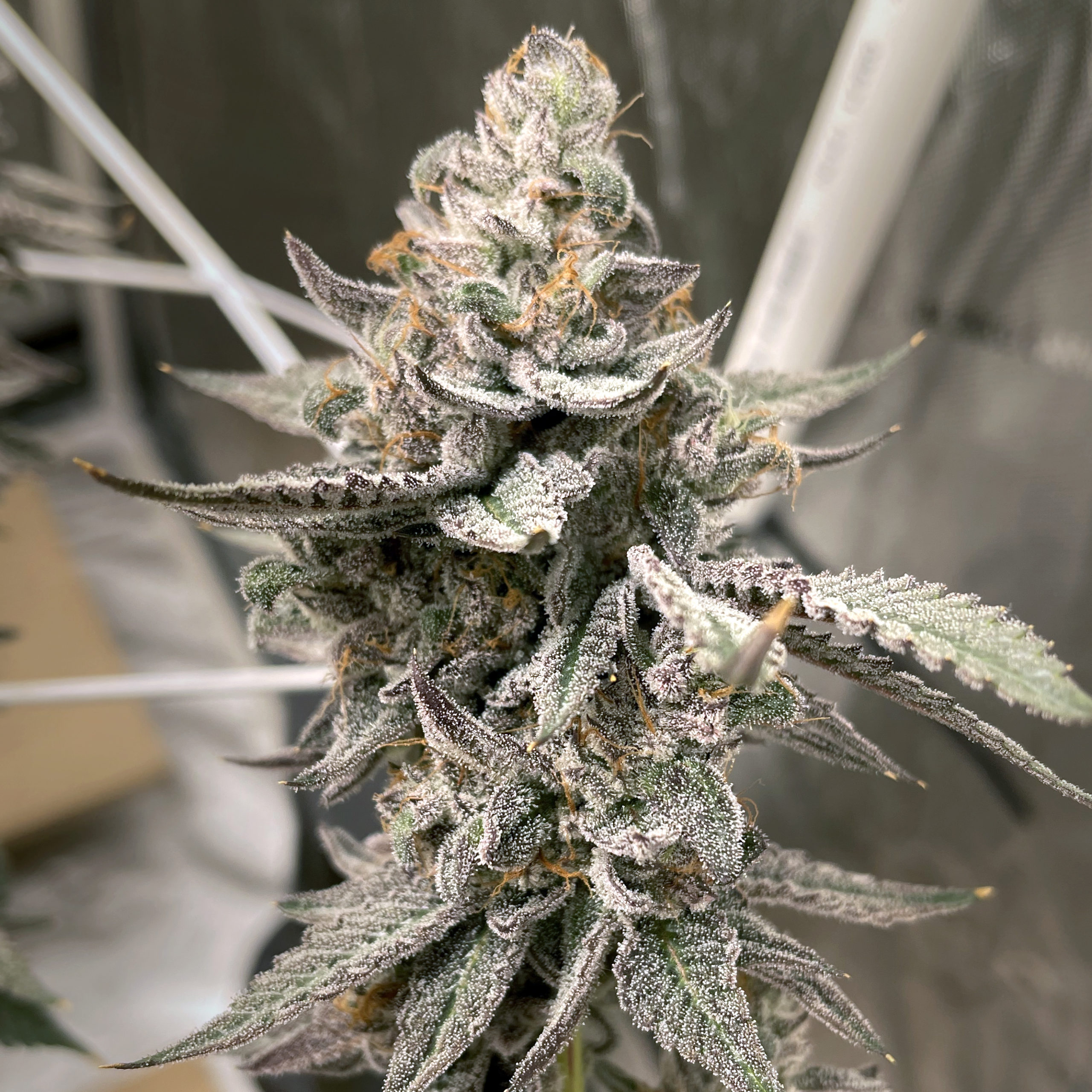 Elev8 Seeds - Beaver Cookies (fem.) 🇺🇸