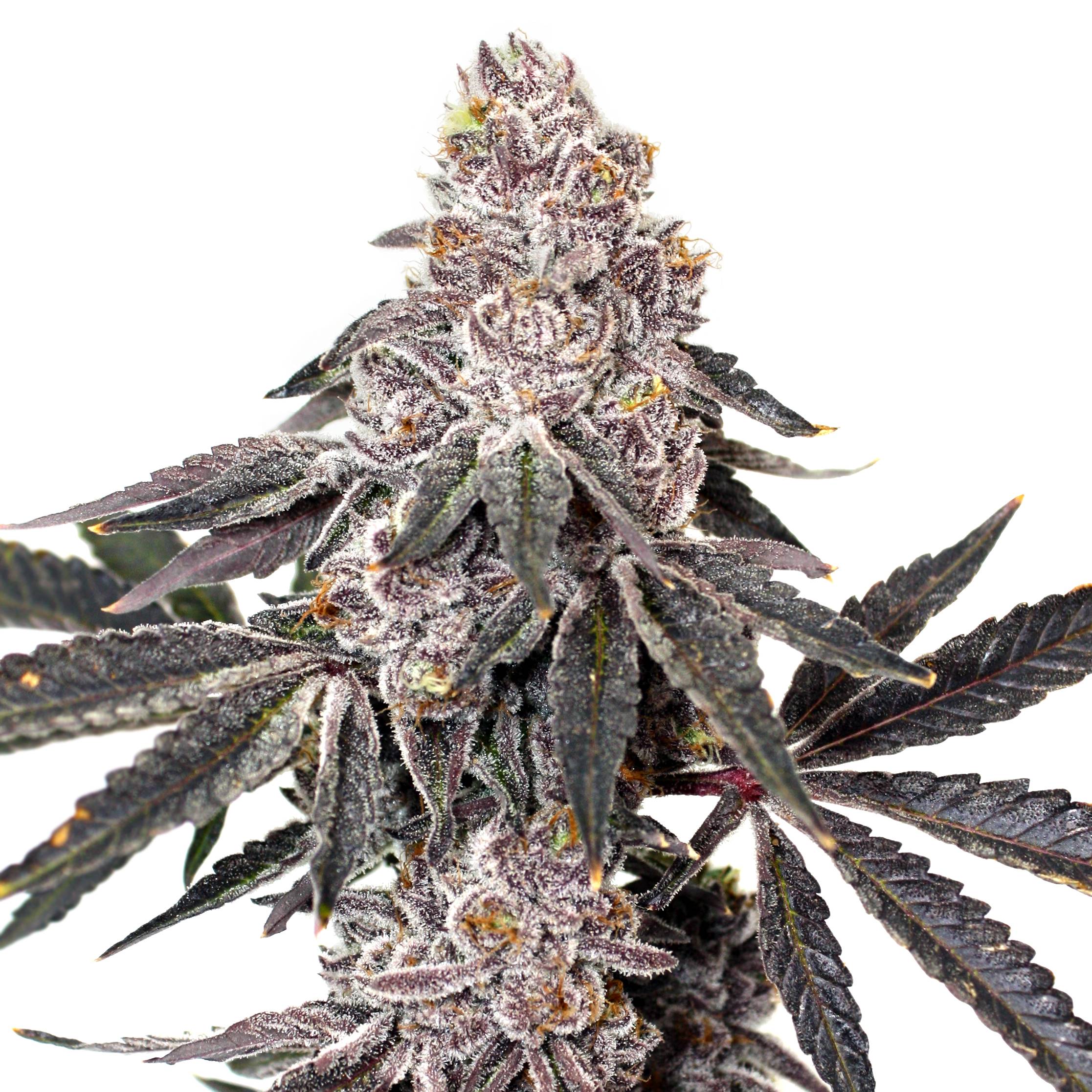 Elev8 Seeds - Berry Crusher (fem.) 🇺🇸