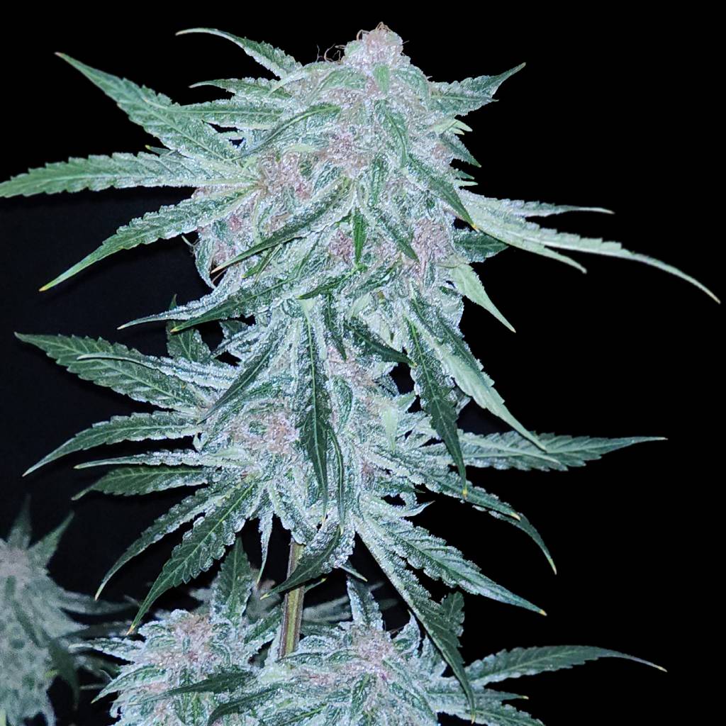 Elev8 Seeds - Midnight Bessie (auto/fem.) 🇺🇸