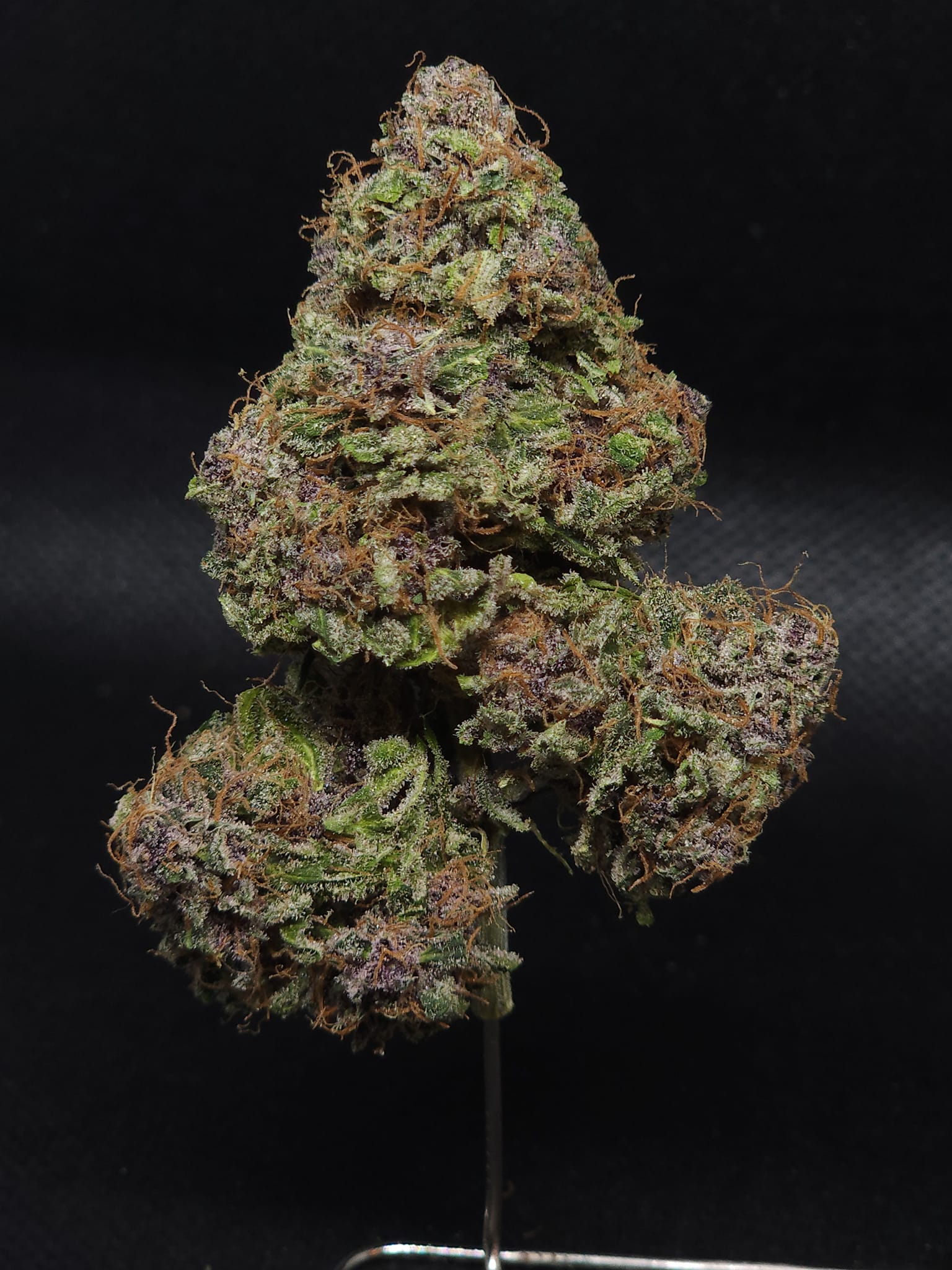 Elev8 Seeds - Midnight Bessie (auto/fem.) 🇺🇸