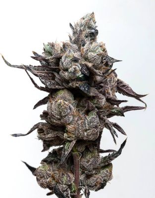 Elev8 Seeds - Runtz S1 (fem.) 🇺🇸 09807