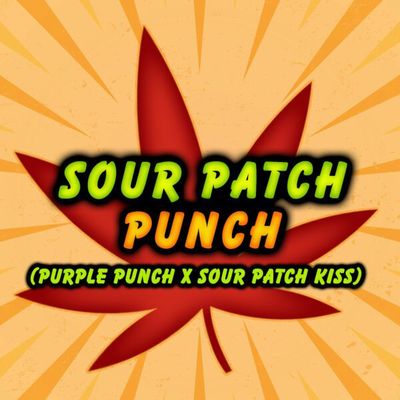 Elev8 Seeds - Sour Patch Punch (fem.) 🇺🇸 09809