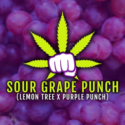 Elev8 Seeds - Sour Grape Punch (fem.) 🇺🇸 09810