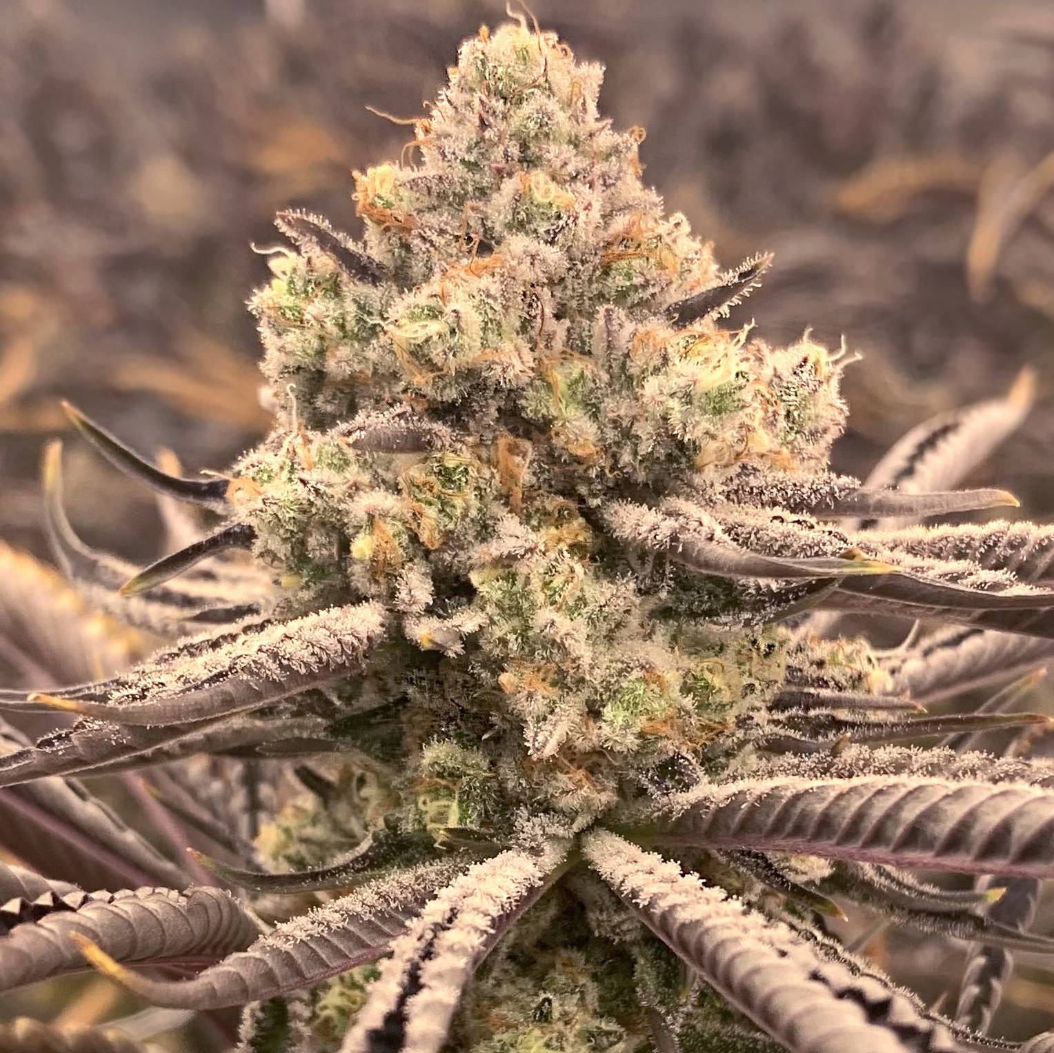 Elev8 Seeds - Sour Grape Punch (fem.) 🇺🇸