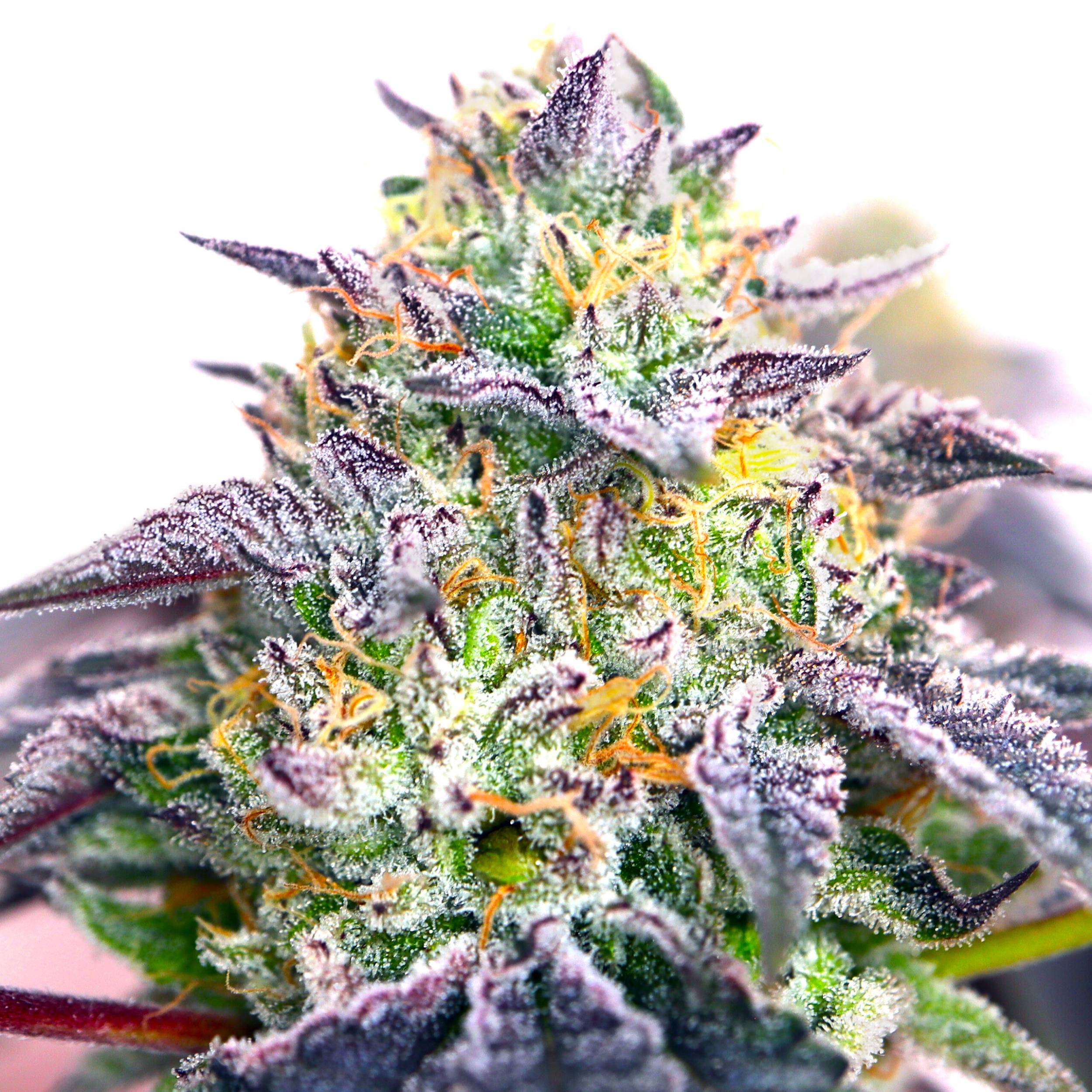 Elev8 Seeds - Spicy Guava (fem.) 🇺🇸