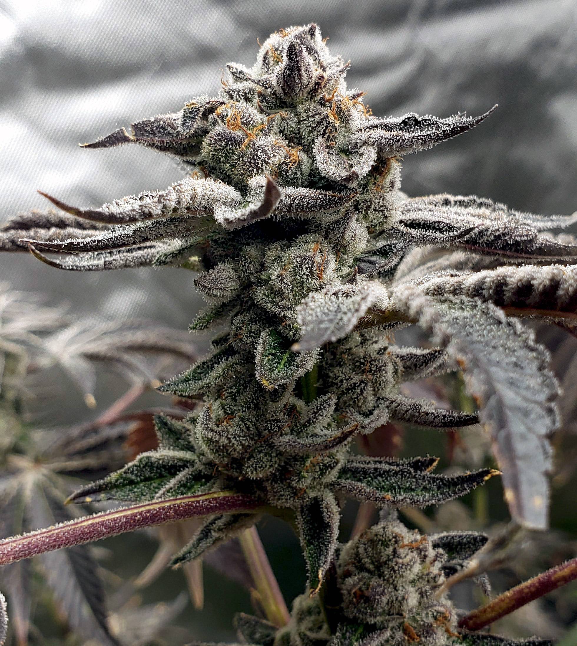 Elev8 Seeds - Tangie Candie (fem.) 🇺🇸