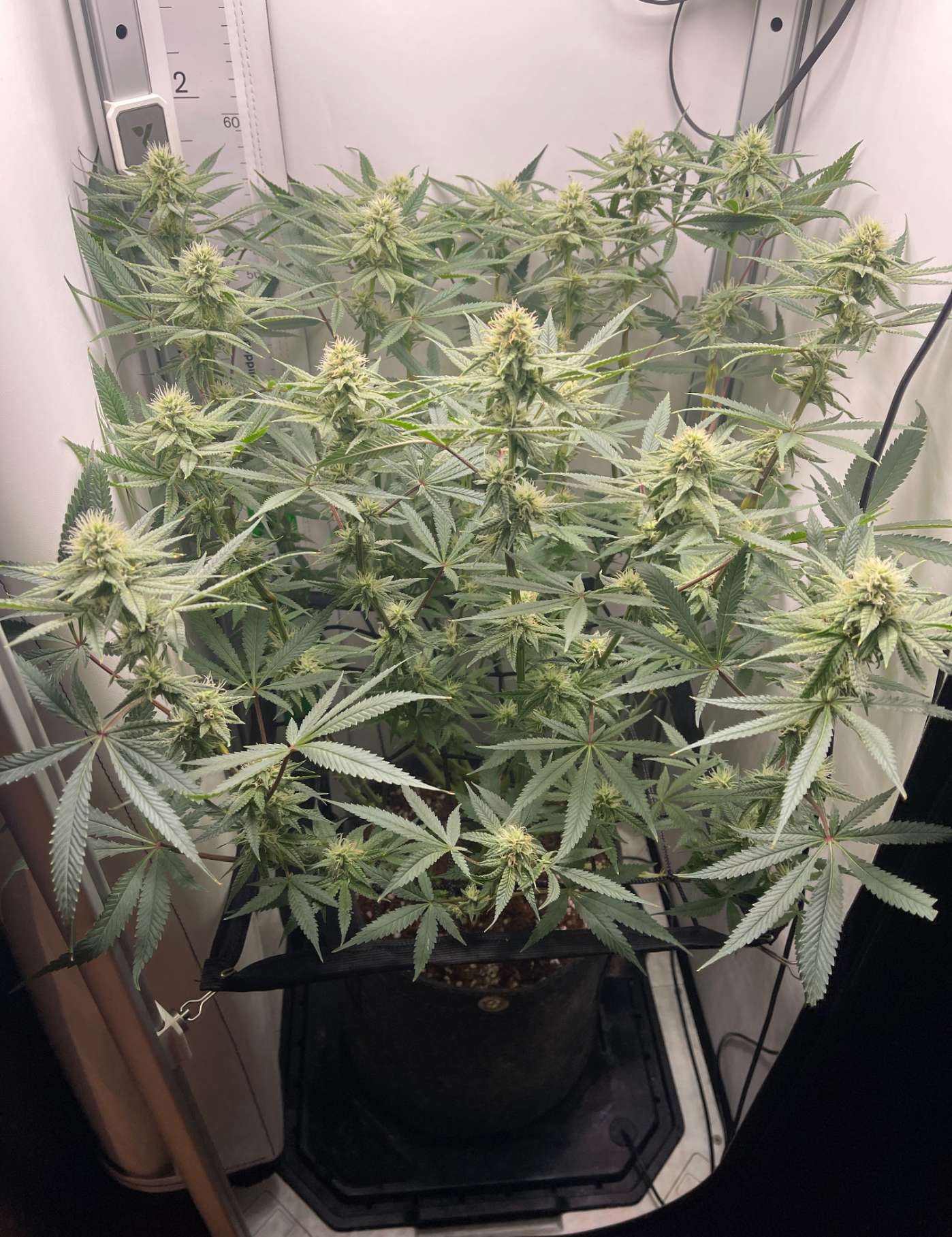 VGrow Smart Grow Box - комплект "все в одном" для выращивания куста (45.7x45.7x121.9 см.)