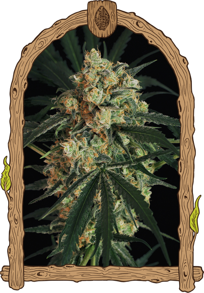 Exotic Seed - A.A.A (auto/fem.)