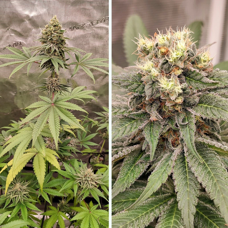 Dutch Passion - Blue Zushi (fem.)