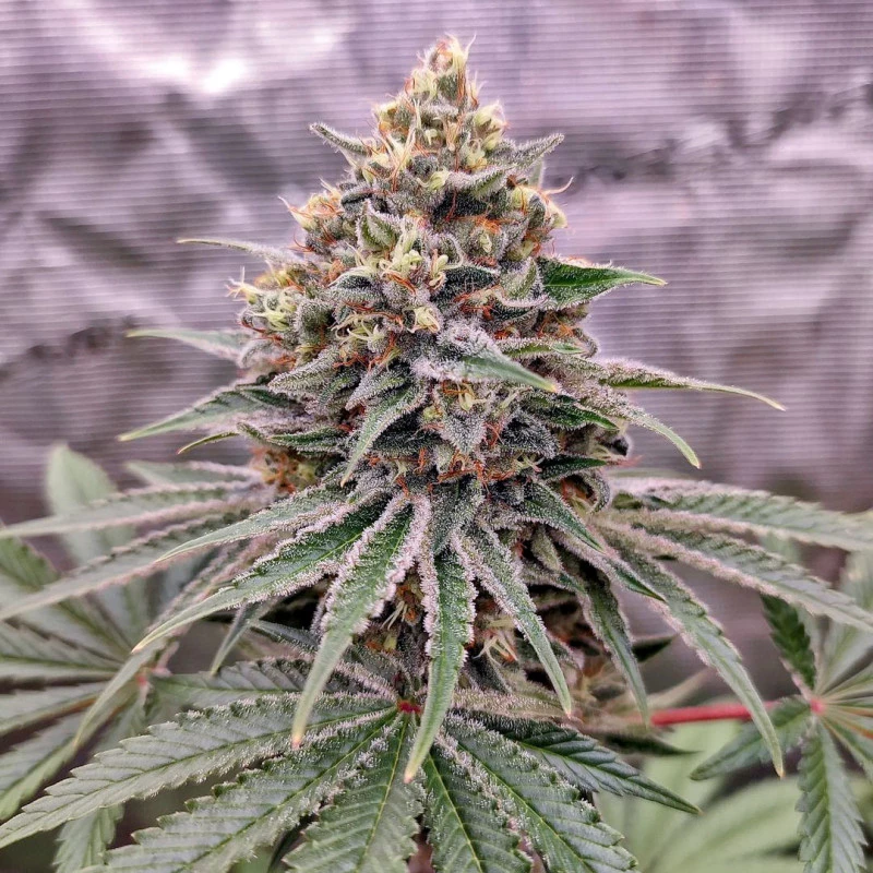 Dutch Passion - Blue Zushi (fem.)