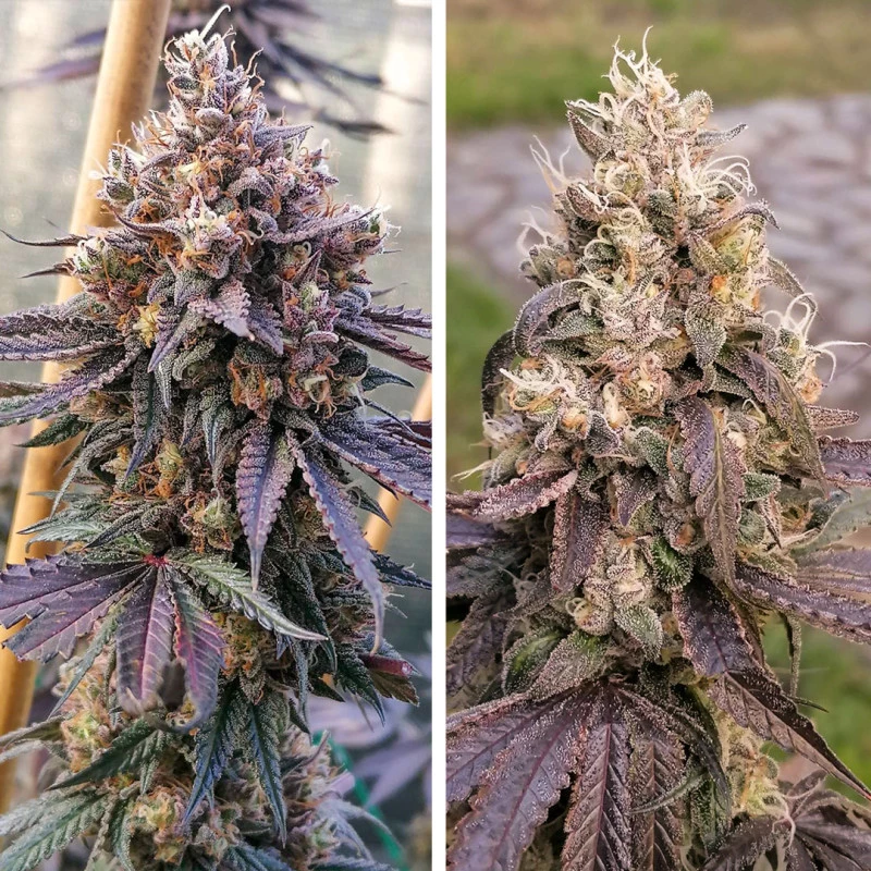 Dutch Passion - GMO Fast (fem.)