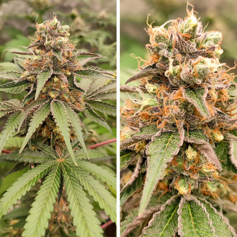 Dutch Passion - GMO Fast (fem.)