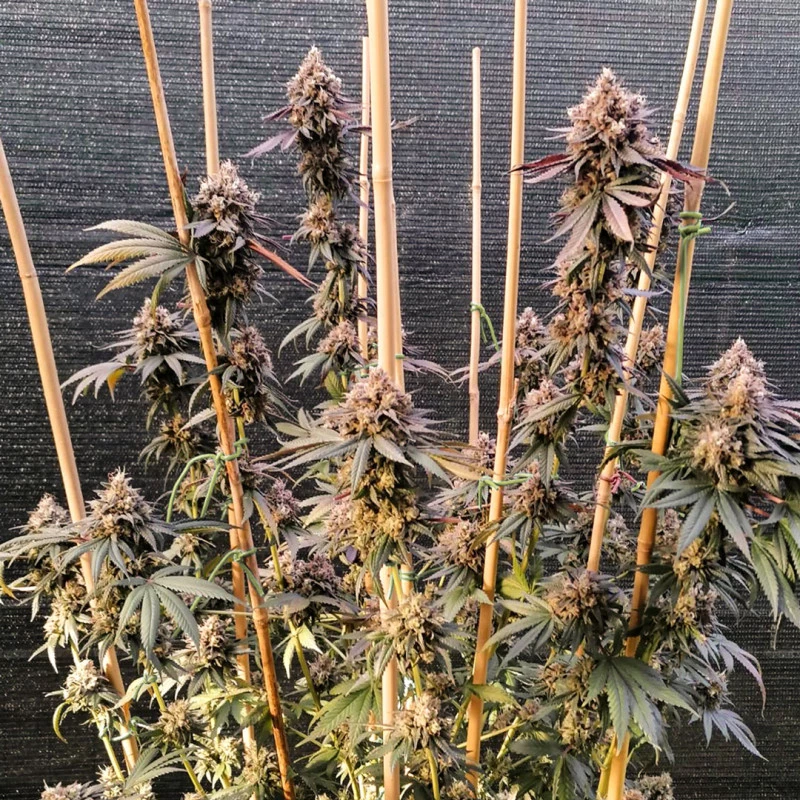 Dutch Passion - GMO Fast (fem.)