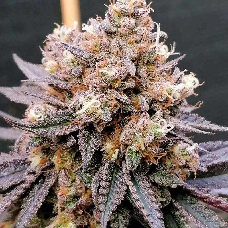 Dutch Passion - GMO Fast (fem.)