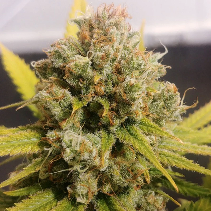 Dutch Passion - Lemon Z (fem.)