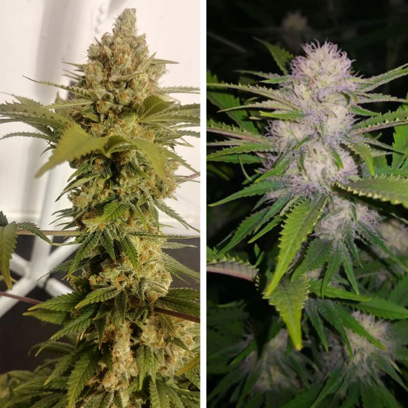 Dutch Passion - Lemon Z (fem.)