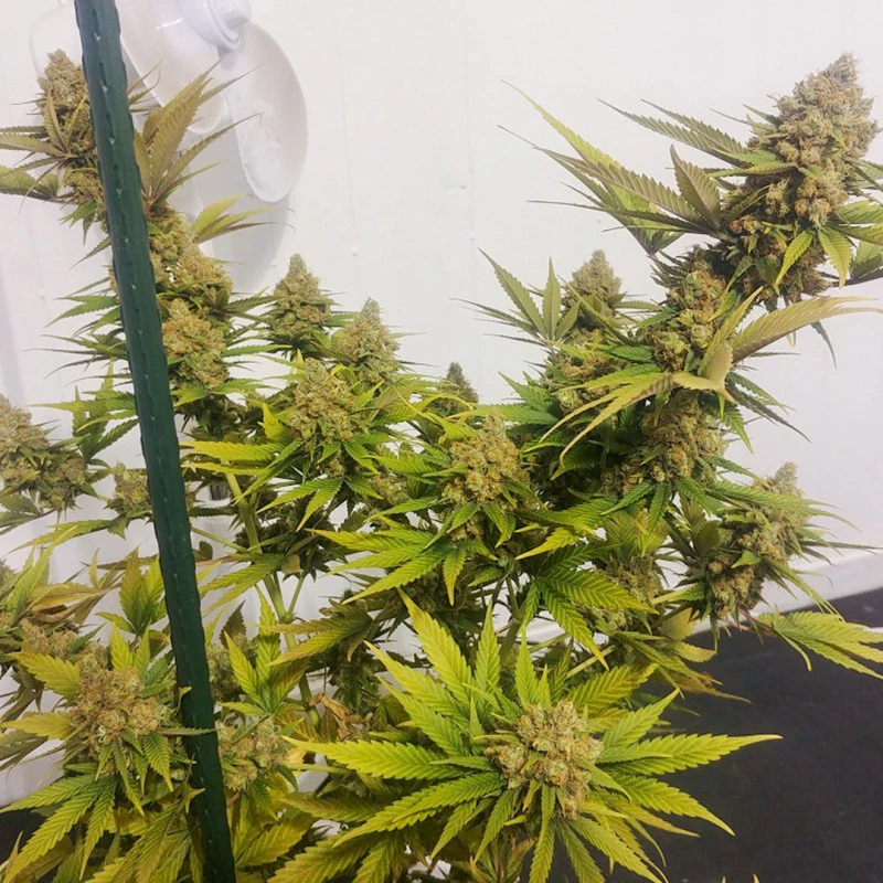 Dutch Passion - Lemon Z (fem.)