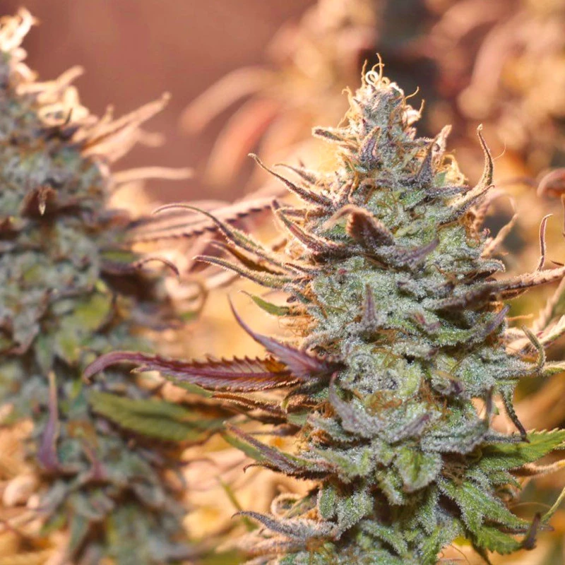 Dutch Passion - Lemon Z (fem.)