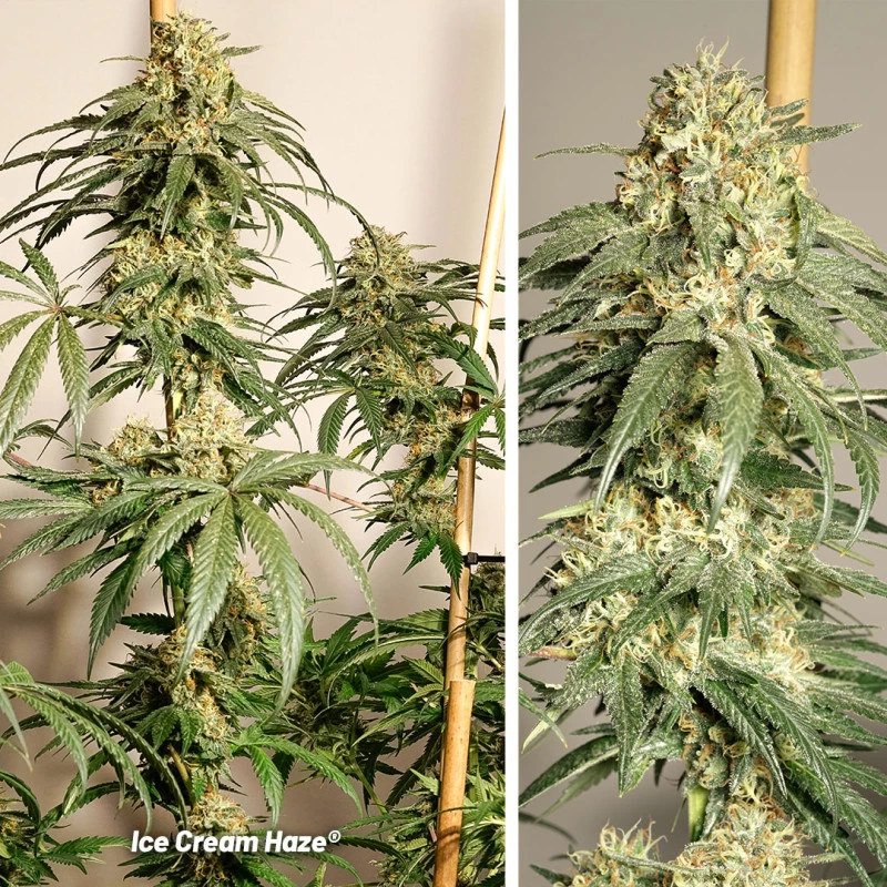 Dutch Passion - Ice Cream Haze (reg.)