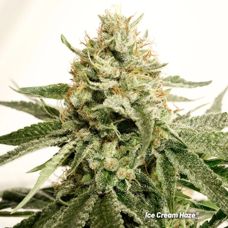 Dutch Passion - Ice Cream Haze (reg.)