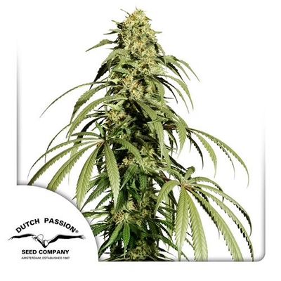 Dutch Passion - Ice Cream Haze (reg.) 09841