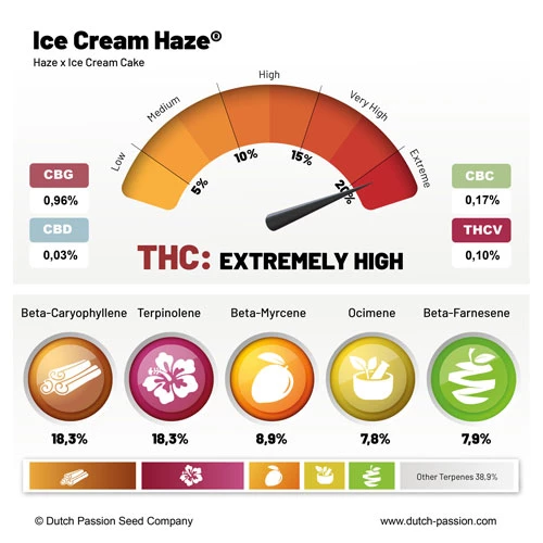 Dutch Passion - Ice Cream Haze (reg.)