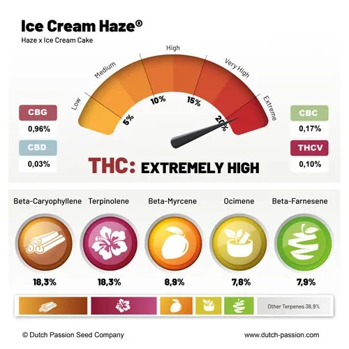 Dutch Passion - Ice Cream Haze (reg.)