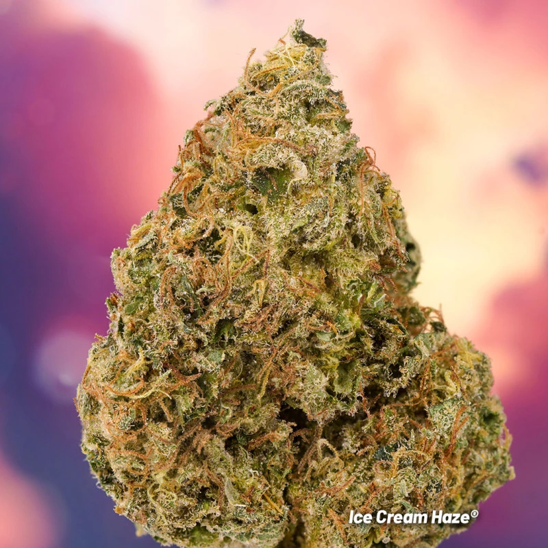 Dutch Passion - Ice Cream Haze (reg.)