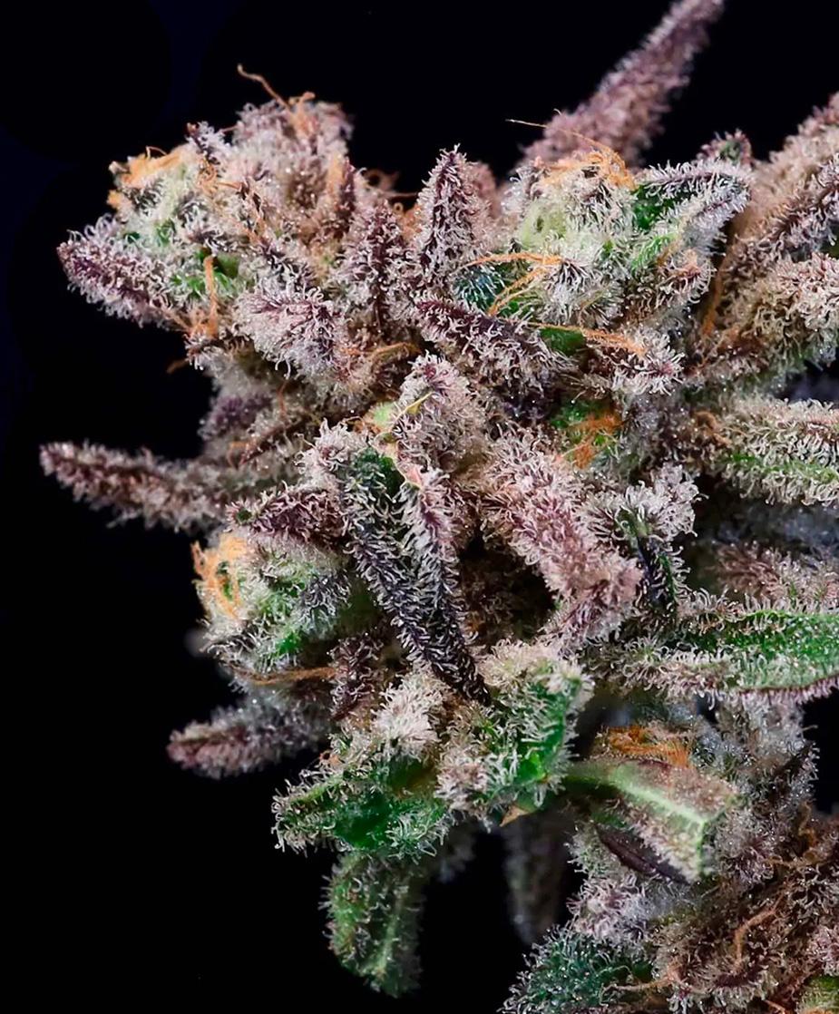Atlas Seed - Banana Cream Sundae (fem.) 🇺🇸