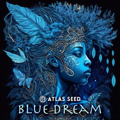 Atlas Seed - Blue Dream Fast (fem.) 🇺🇸 09843