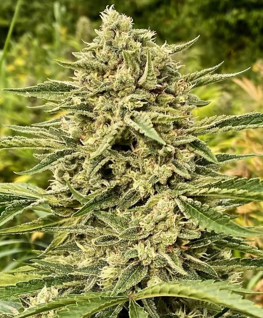 Atlas Seed - Blue Dream Auto (auto/fem.) 🇺🇸