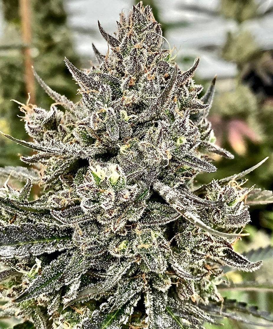 Atlas Seed - Cheetah the Hut (fem.) 🇺🇸