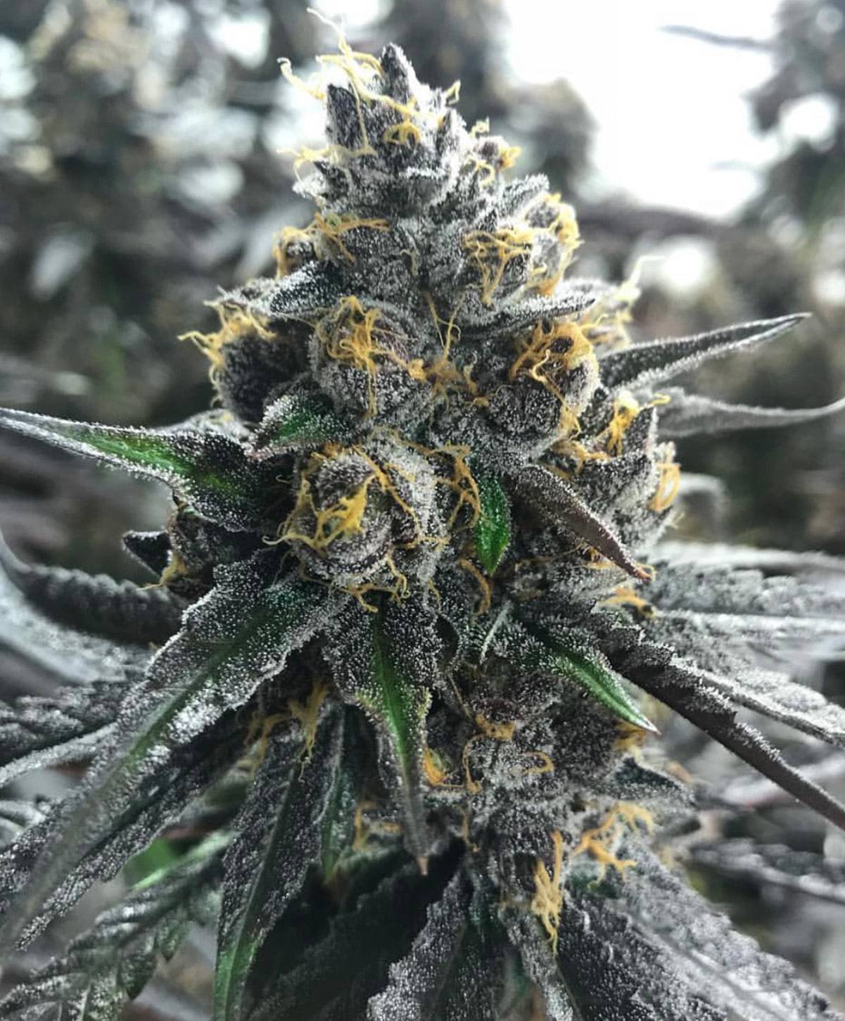Atlas Seed - Divorce Cake (fem.) 🇺🇸