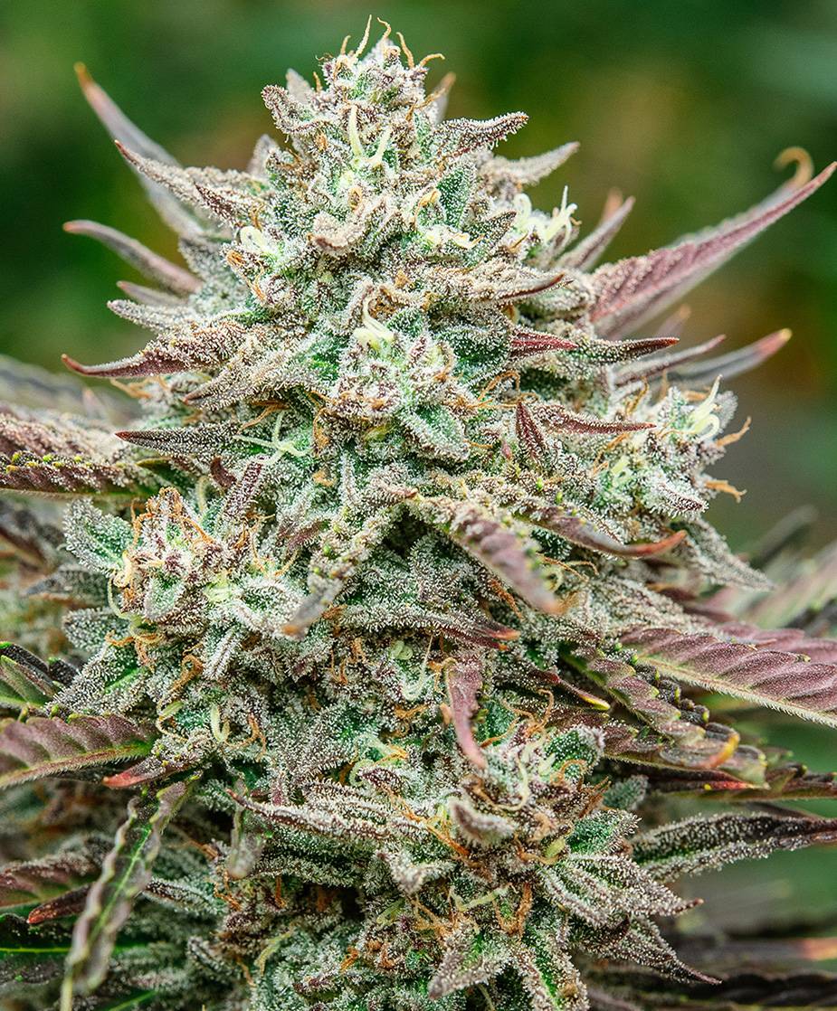 Atlas Seed - Face Fat Auto (auto/fem.) 🇺🇸