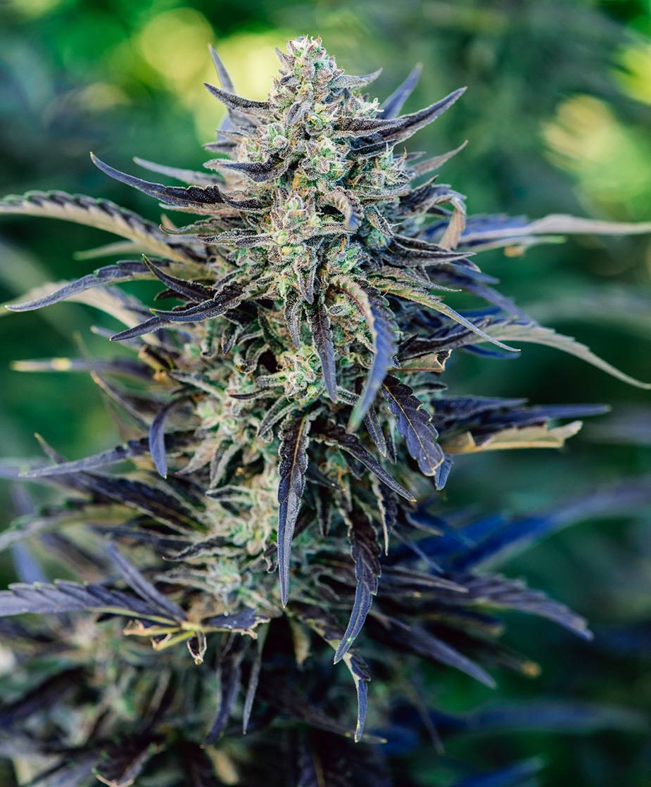 Atlas Seed - Fog Dog Auto (auto/fem.) 🇺🇸