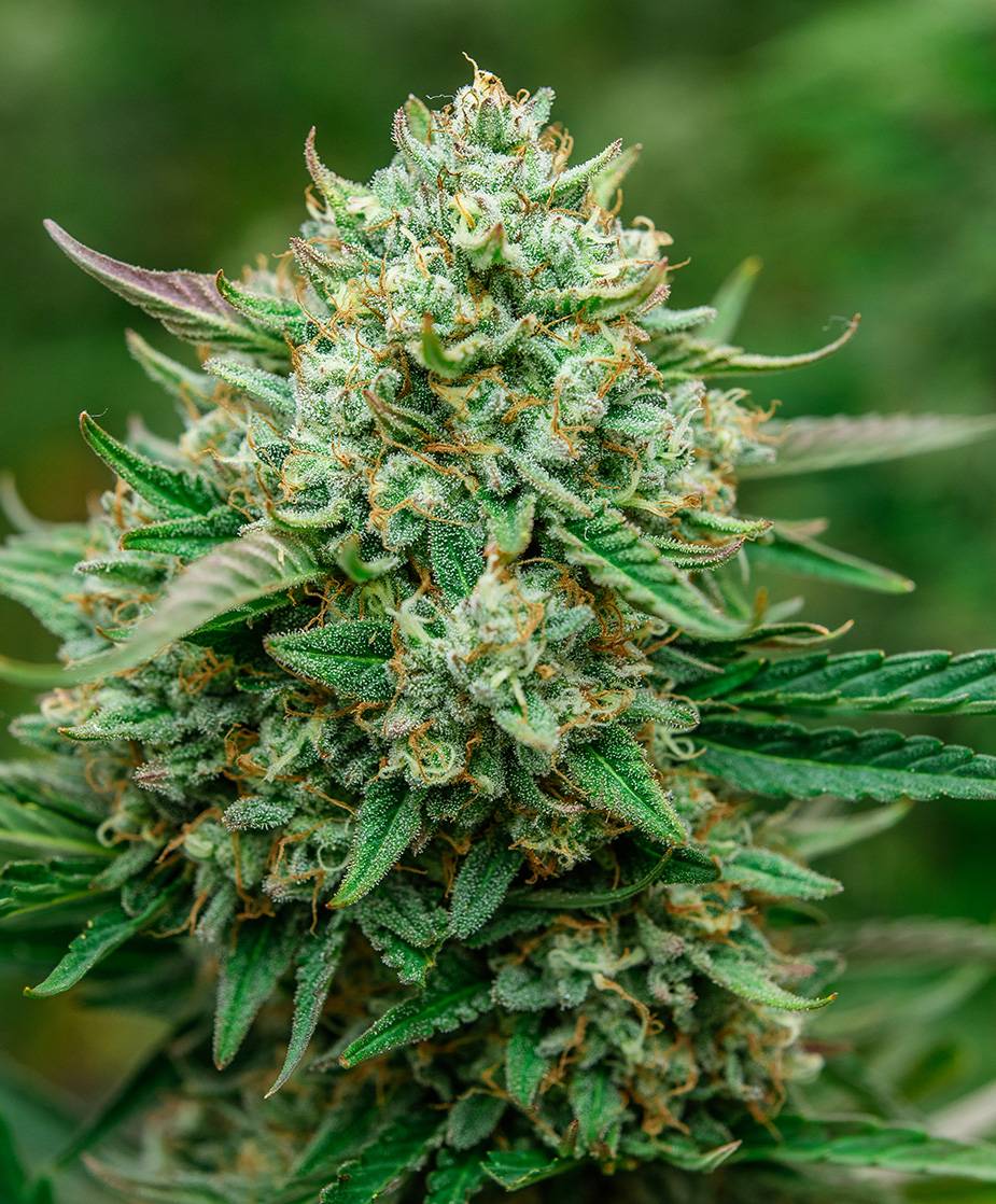 Atlas Seed - Froot by the Foot Auto (auto/fem.) 🇺🇸