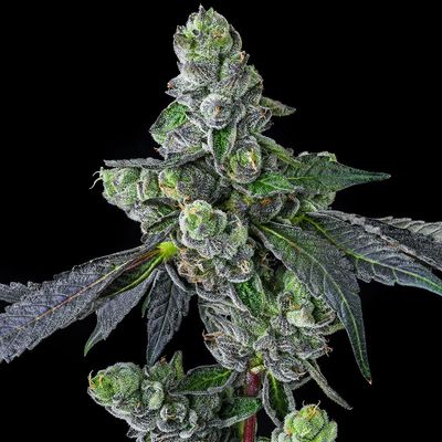 Compound Genetics - Goofiez² (fem.) 09852