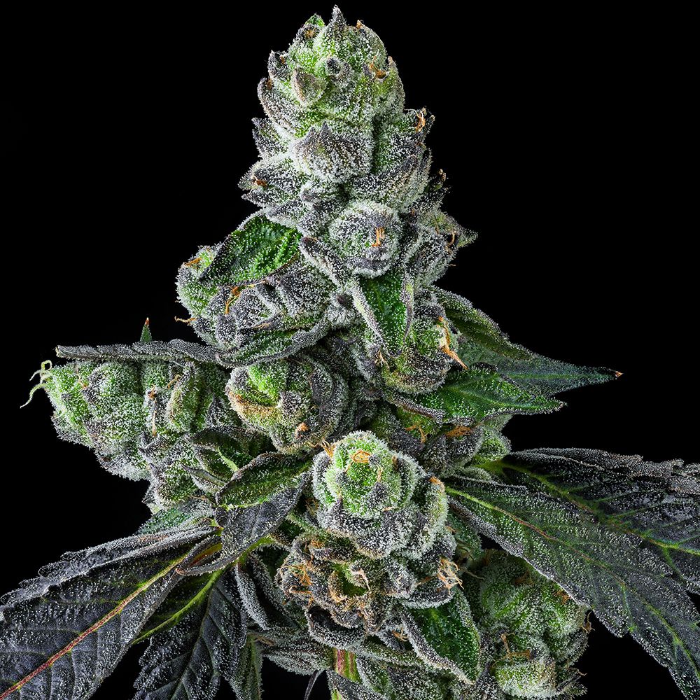 Compound Genetics - Goofiez² (fem.)
