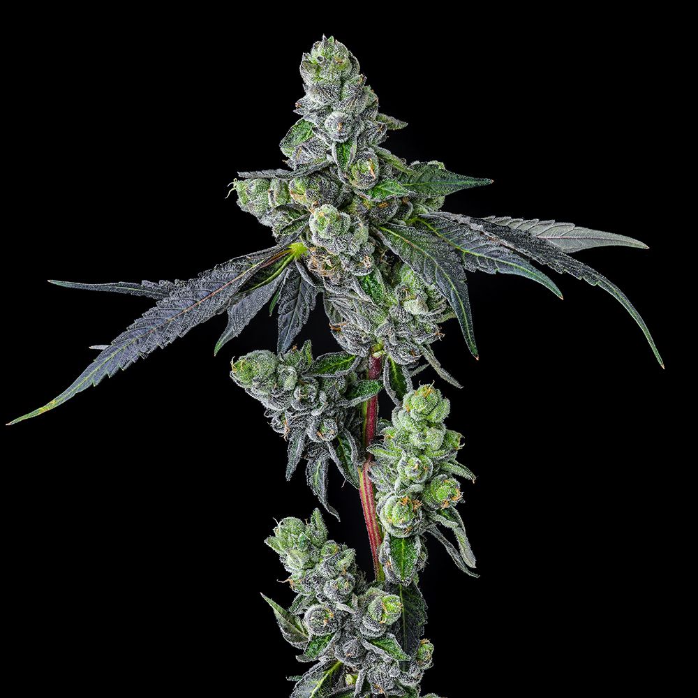 Compound Genetics - Goofiez² (fem.)