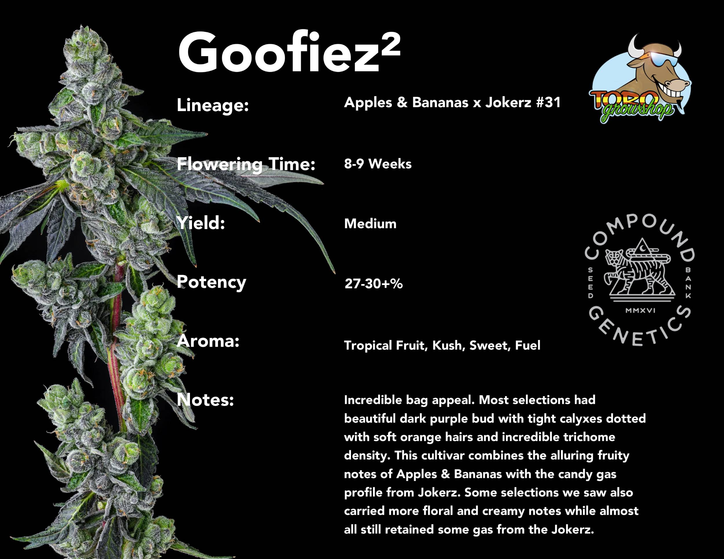 Compound Genetics - Goofiez² (fem.)