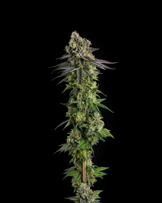 Compound Genetics - A.B. Parfait (fem.) 09853