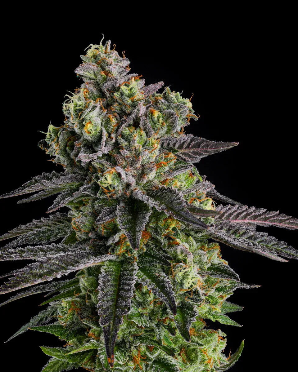 Compound Genetics - A.B. Parfait (fem.)
