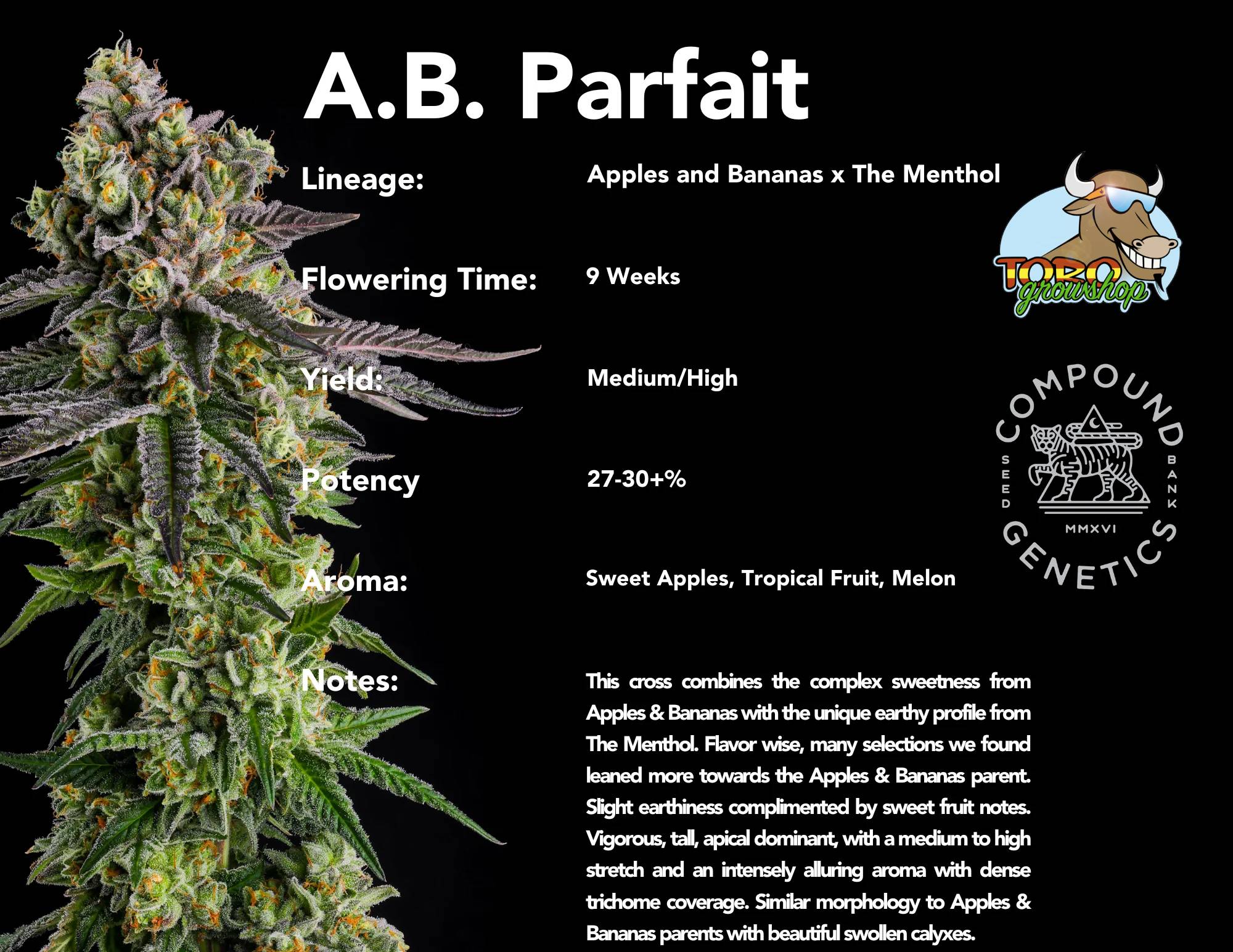 Compound Genetics - A.B. Parfait (fem.)