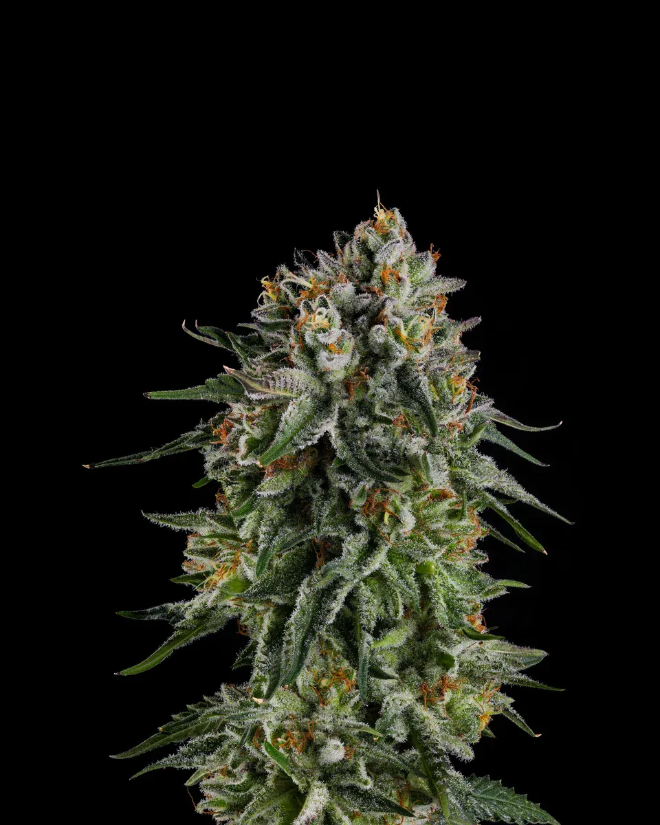 Compound Genetics - OC Oranges (fem.)