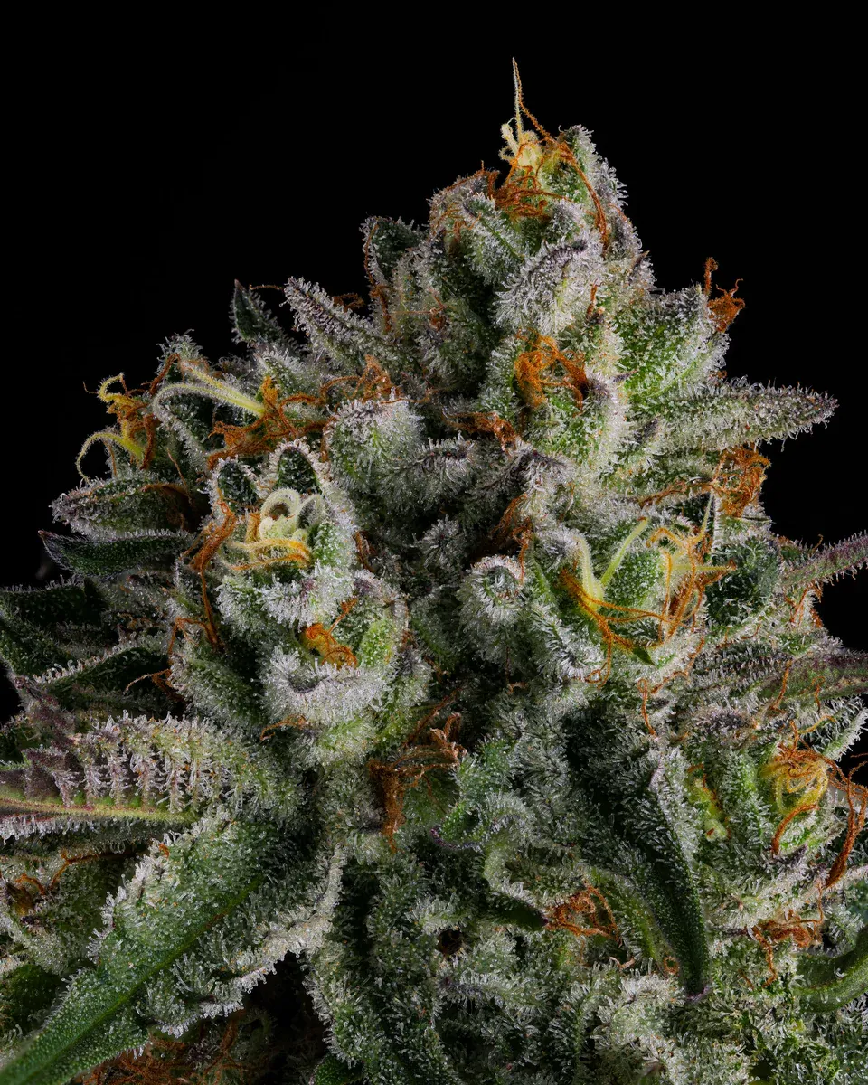 Compound Genetics - OC Oranges (fem.)