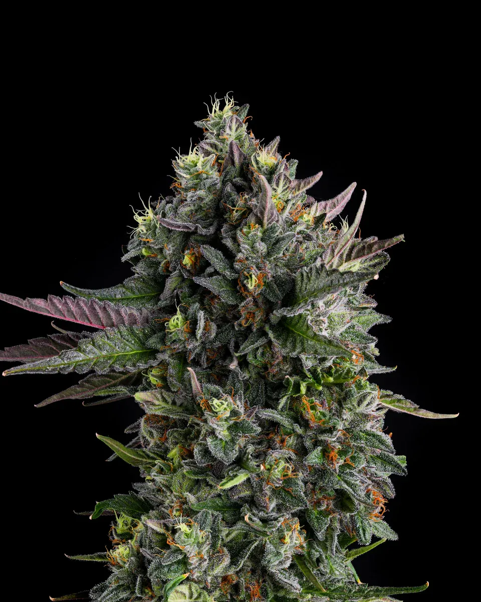 Compound Genetics - Puffinz (fem.)