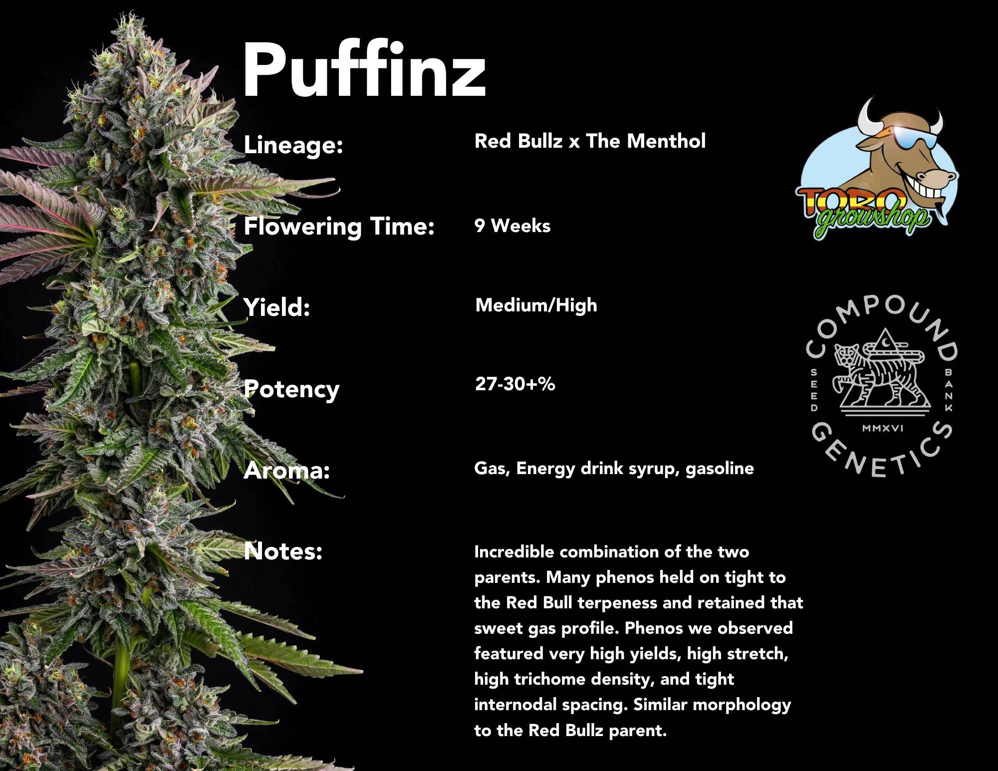 Compound Genetics - Puffinz (fem.)