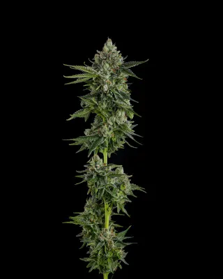 Compound Genetics - Rose Gold Rackz (fem.) 09856