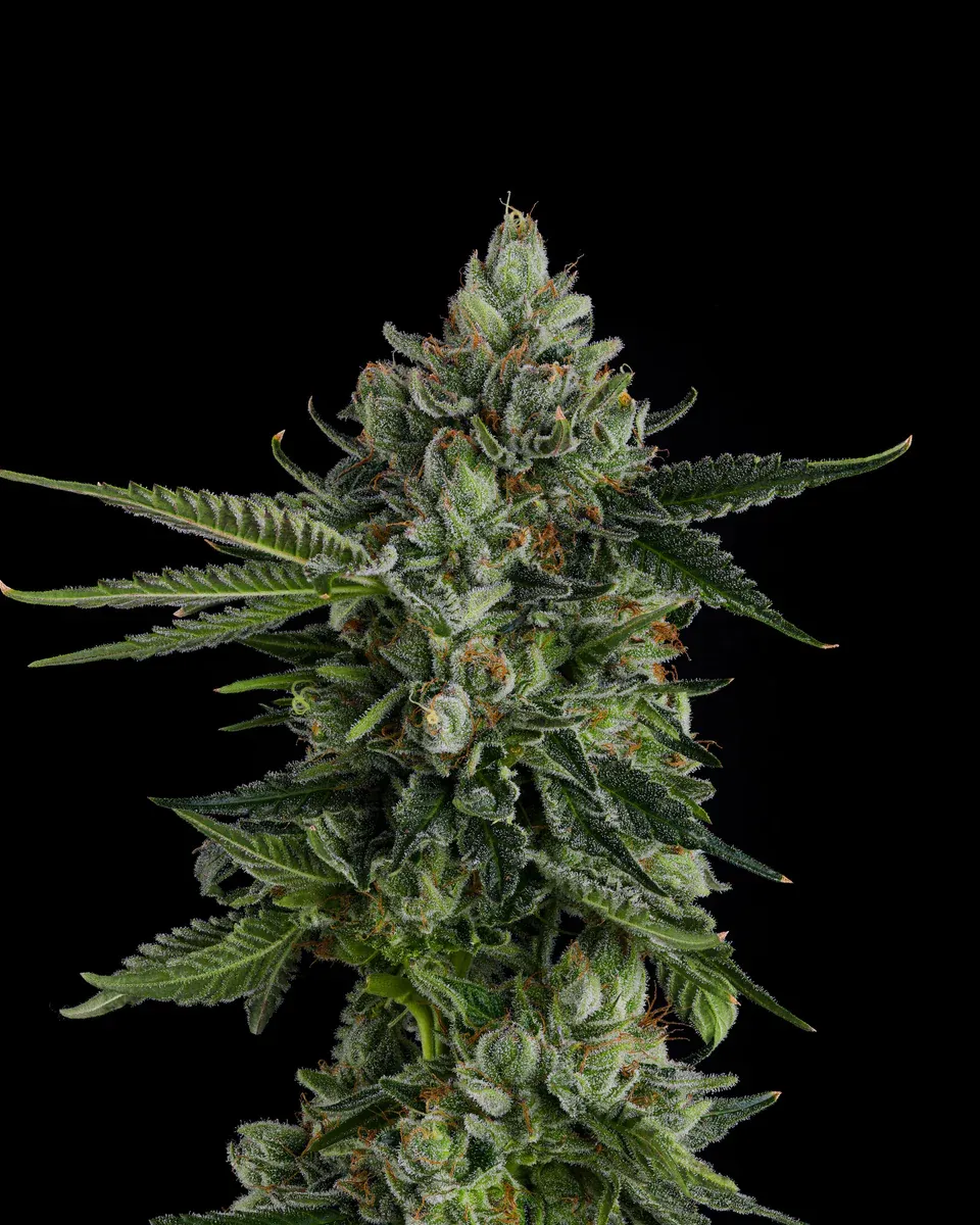 Compound Genetics - Rose Gold Rackz (fem.)