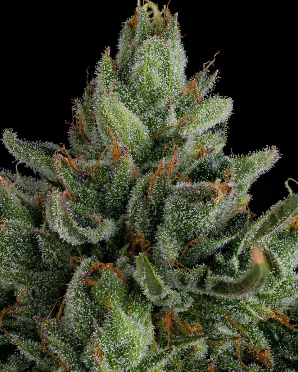 Compound Genetics - Rose Gold Rackz (fem.)